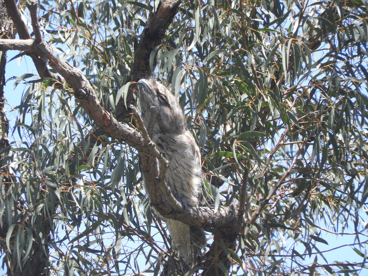 Tawny Frogmouth - ML645534202