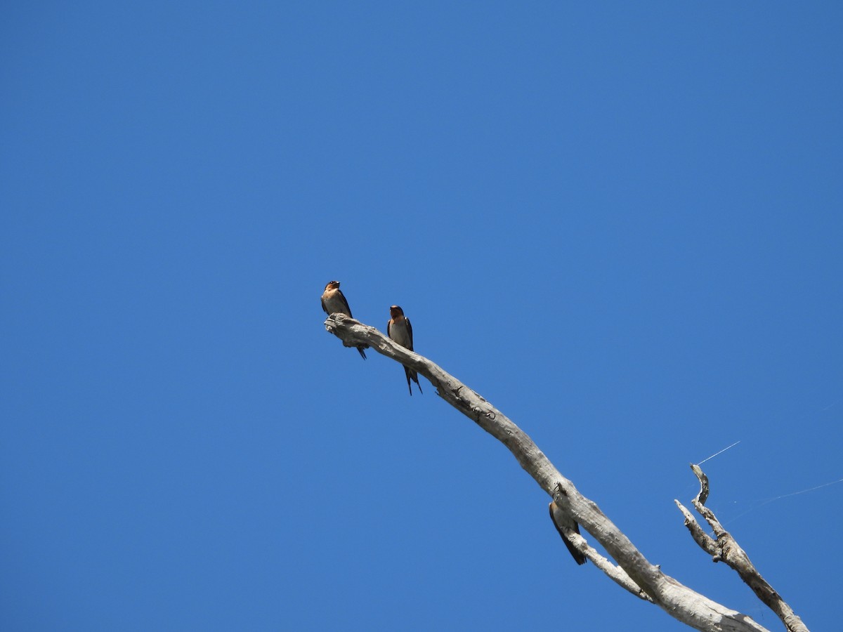 Welcome Swallow - ML645534205