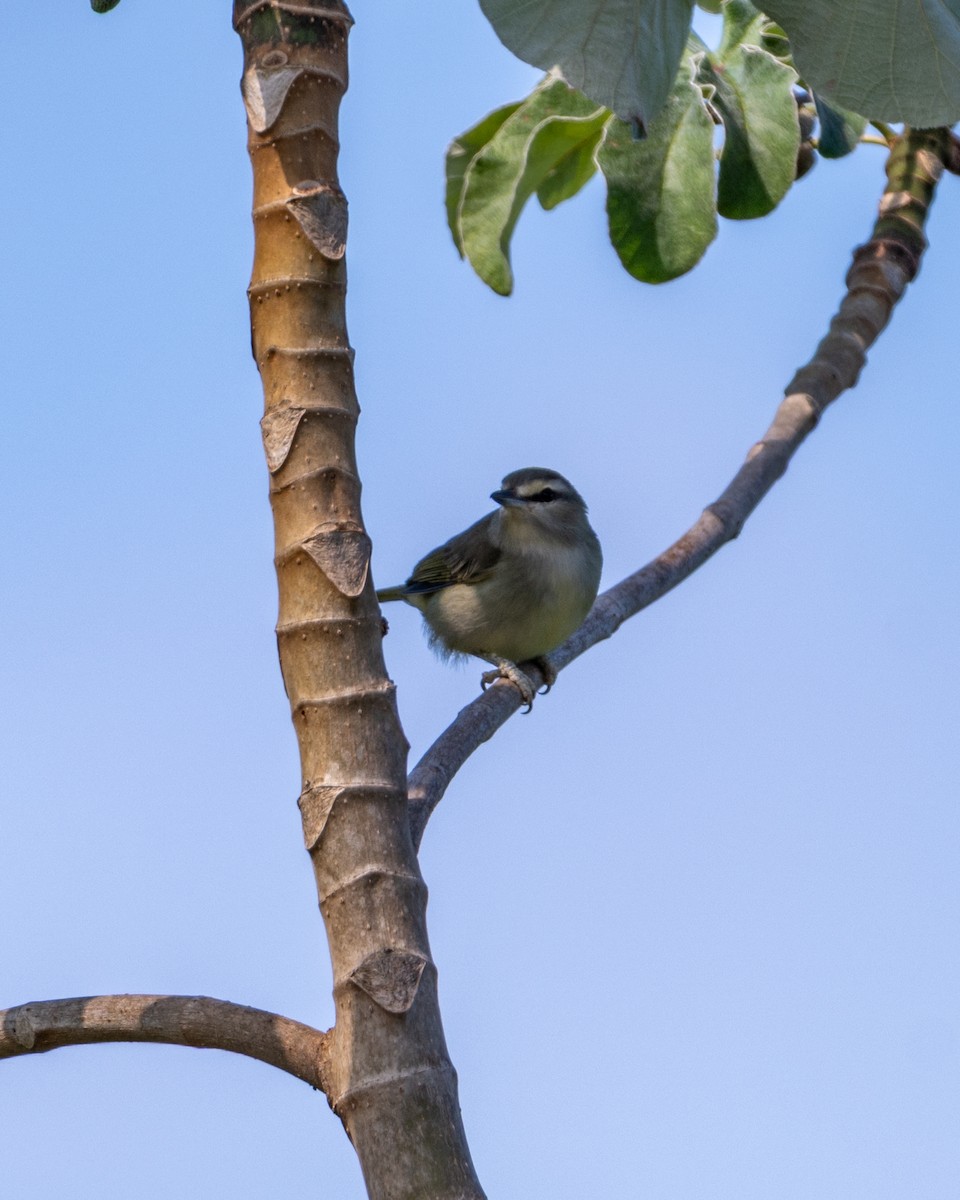 Yucatan Vireo - ML645534207