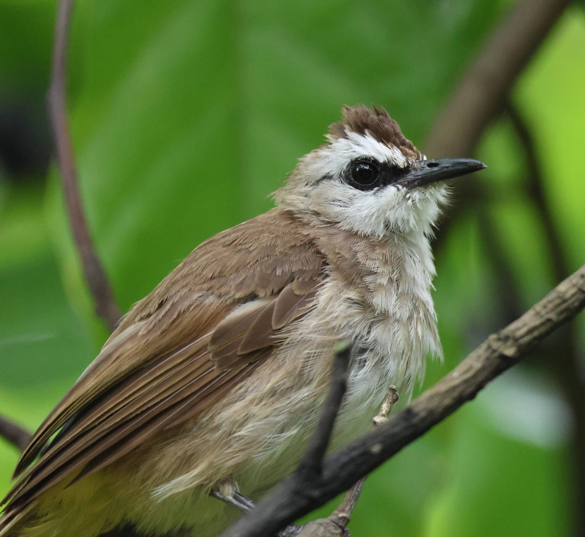 Yellow-vented Bulbul - ML645534216
