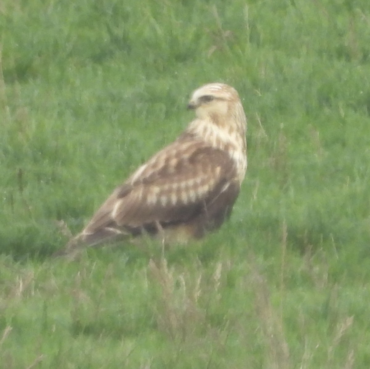 Rough-legged Hawk - ML645534220