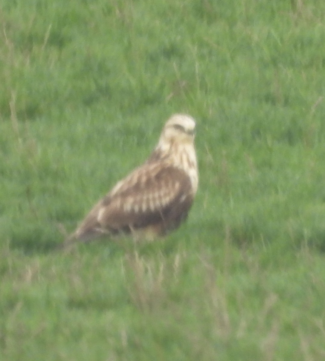 Rough-legged Hawk - ML645534221