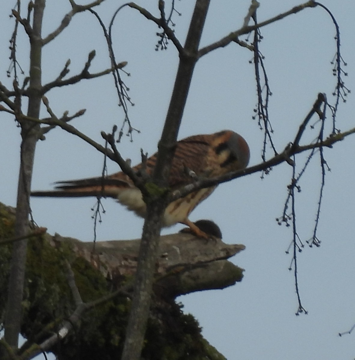 American Kestrel - ML645534224