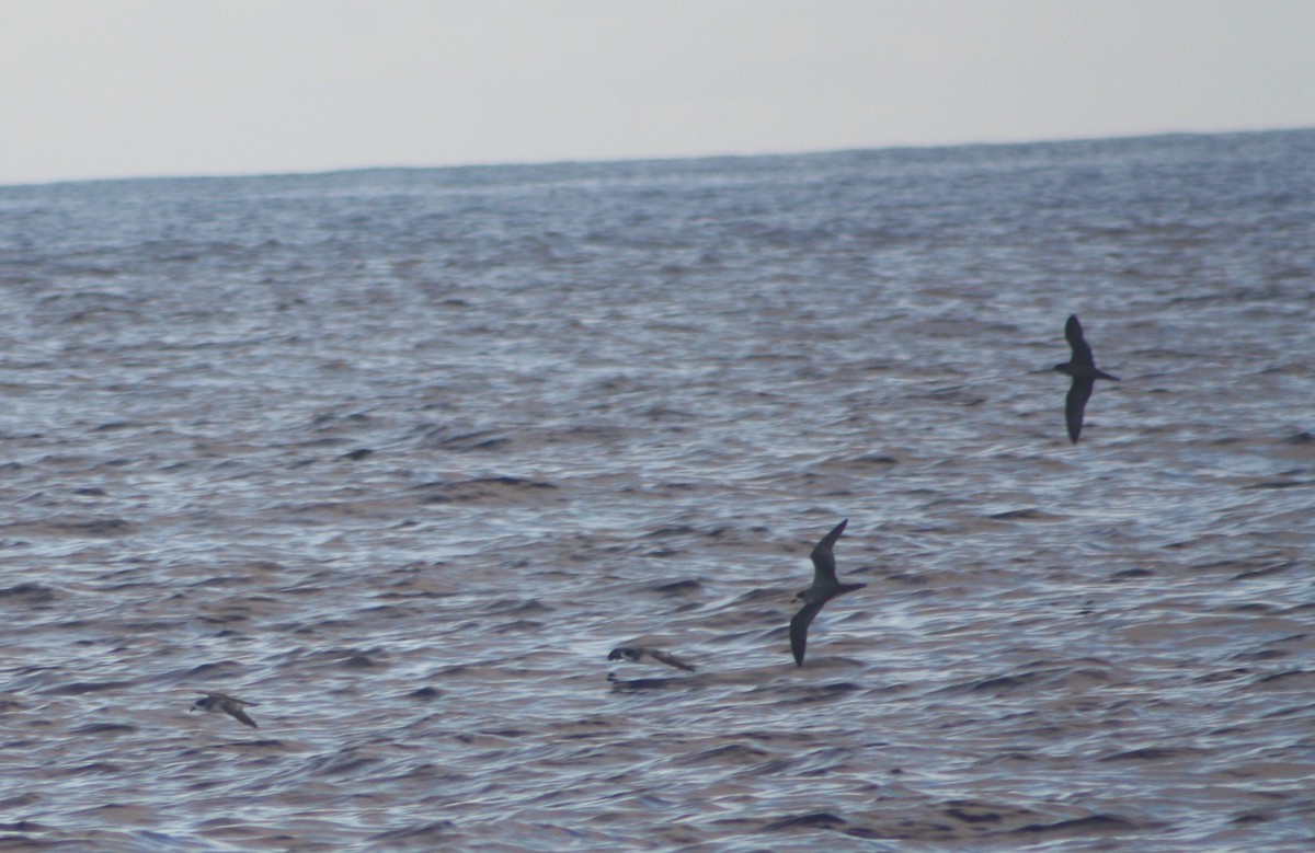 Barau's Petrel - ML645534225