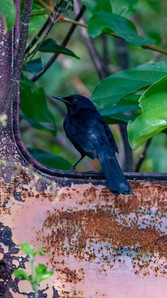 Black Catbird - ML645534227