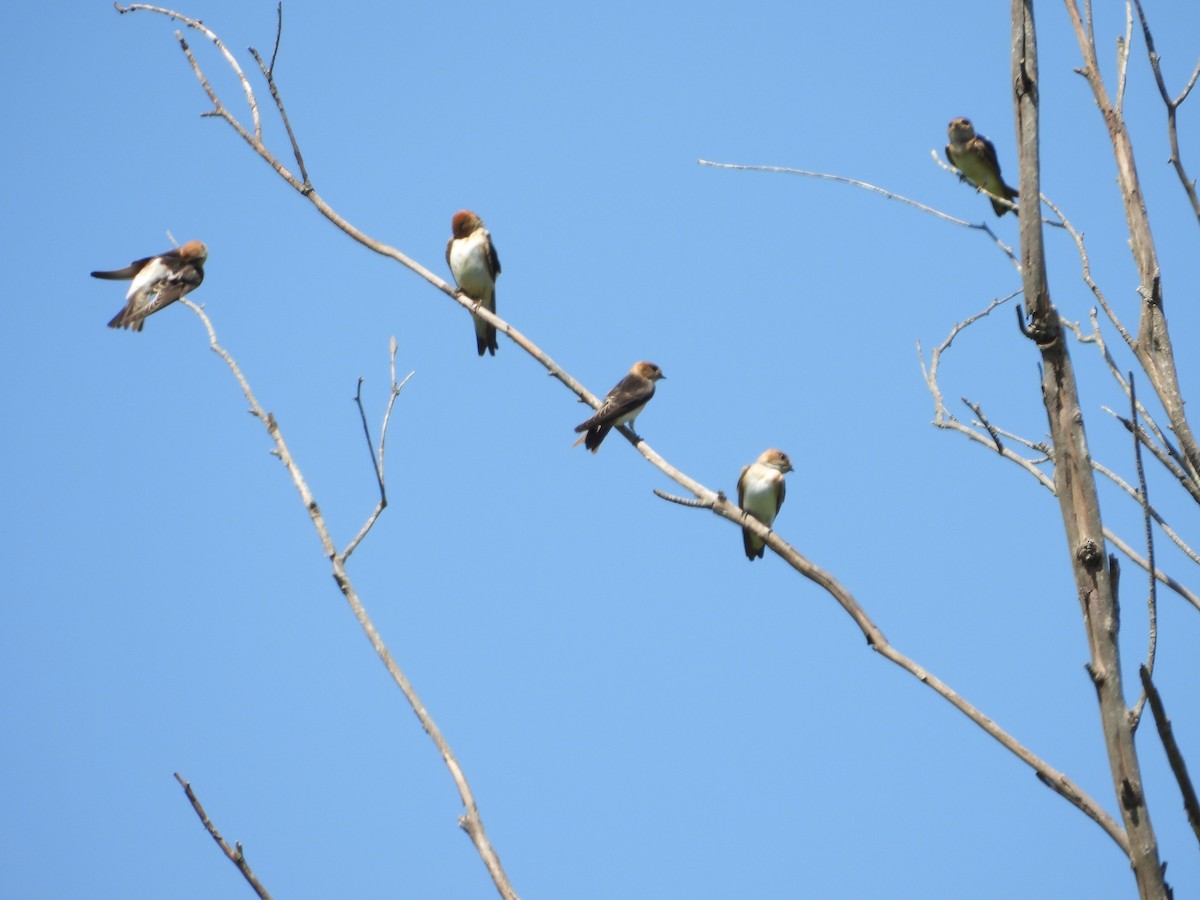 Fairy Martin - ML645534228