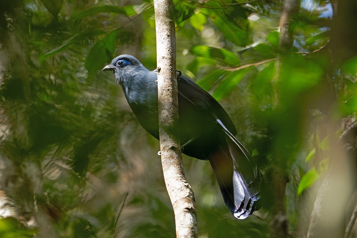 アオジカッコウ - ML645534229