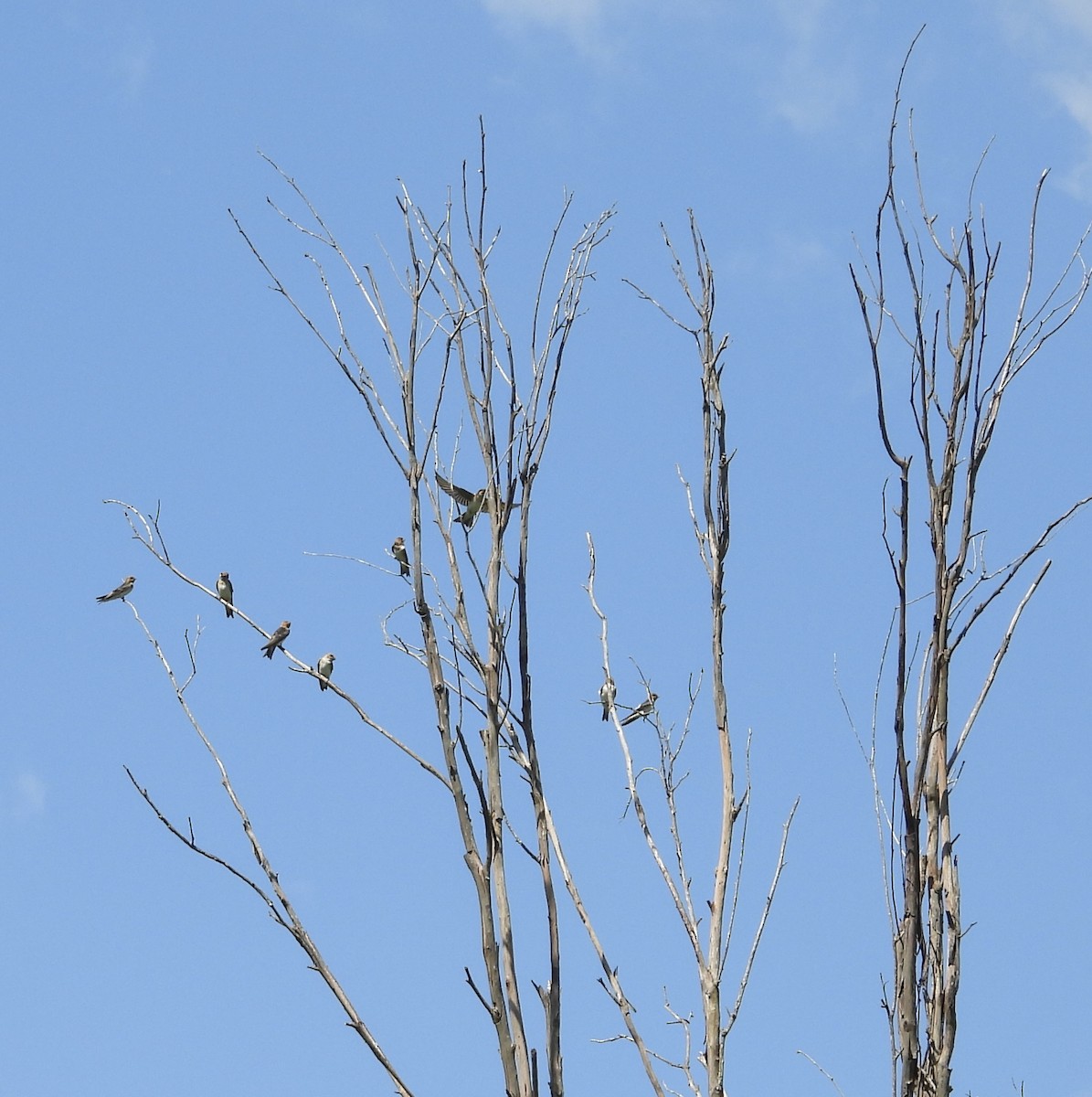 Fairy Martin - ML645534232