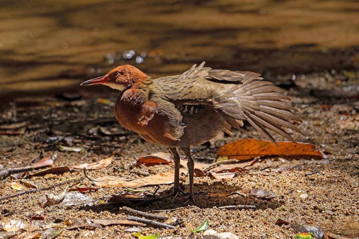 White-throated Rail - ML645534239
