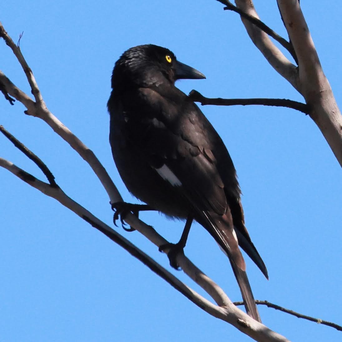 Verdugo Pío - ML645534242