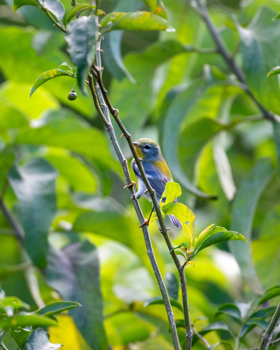 Northern Parula - ML645534243