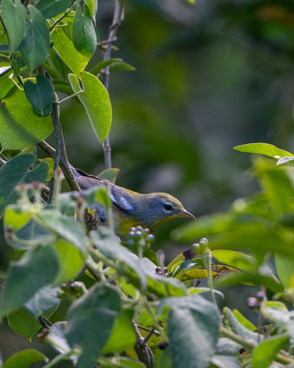 Northern Parula - ML645534244