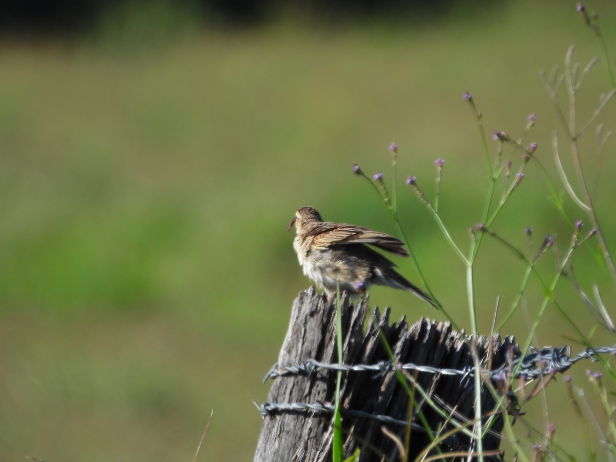 Australian Pipit - ML645534245