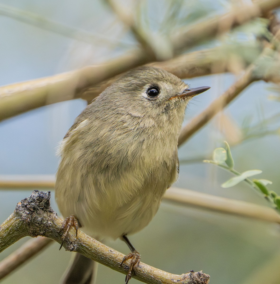 Ruby-crowned Kinglet - ML645534246