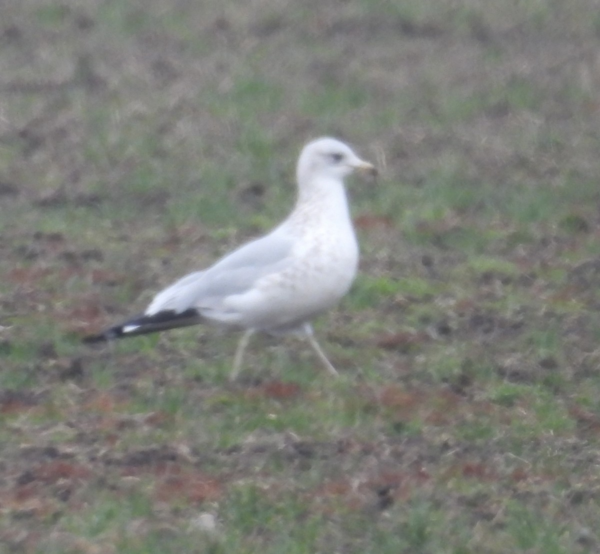 Ring-billed Gull - ML645534247