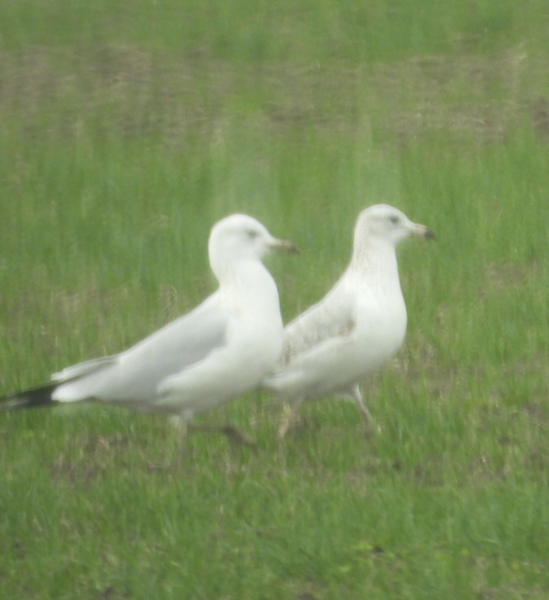 Ring-billed Gull - ML645534248