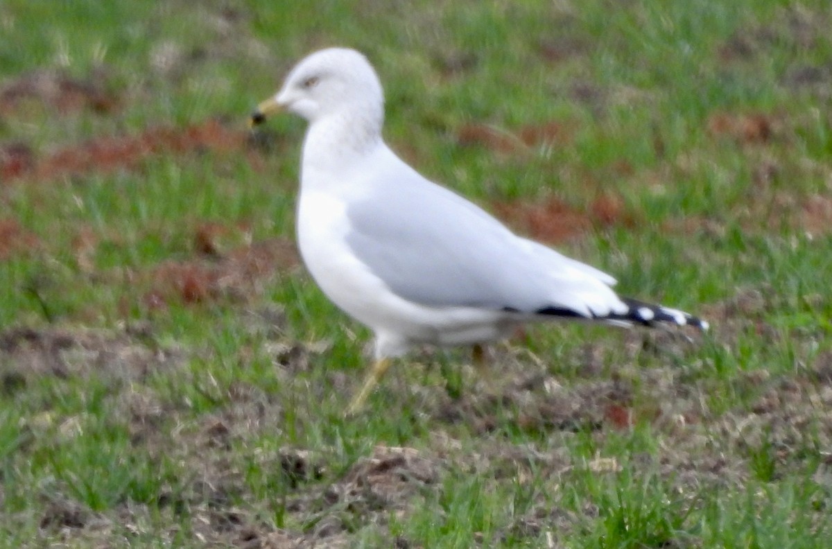 Ring-billed Gull - ML645534249