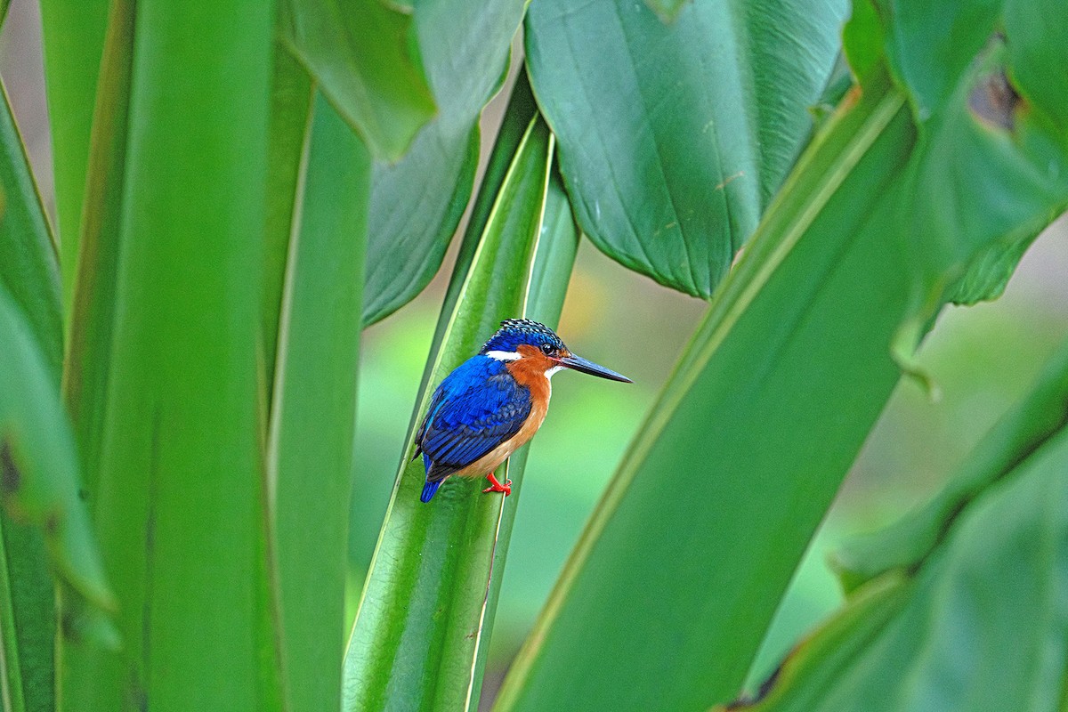 Malagasy Kingfisher - ML645534250
