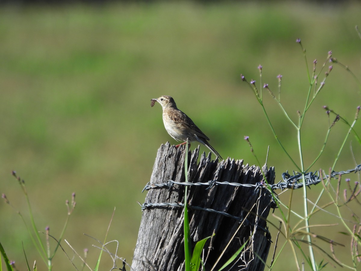 Australian Pipit - ML645534251