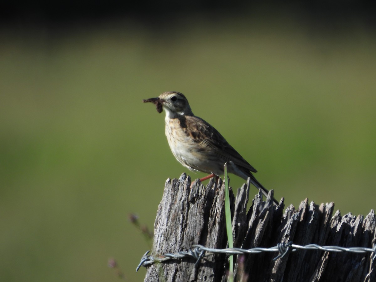 Australian Pipit - ML645534252