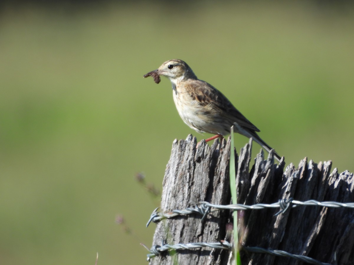 Australian Pipit - ML645534253