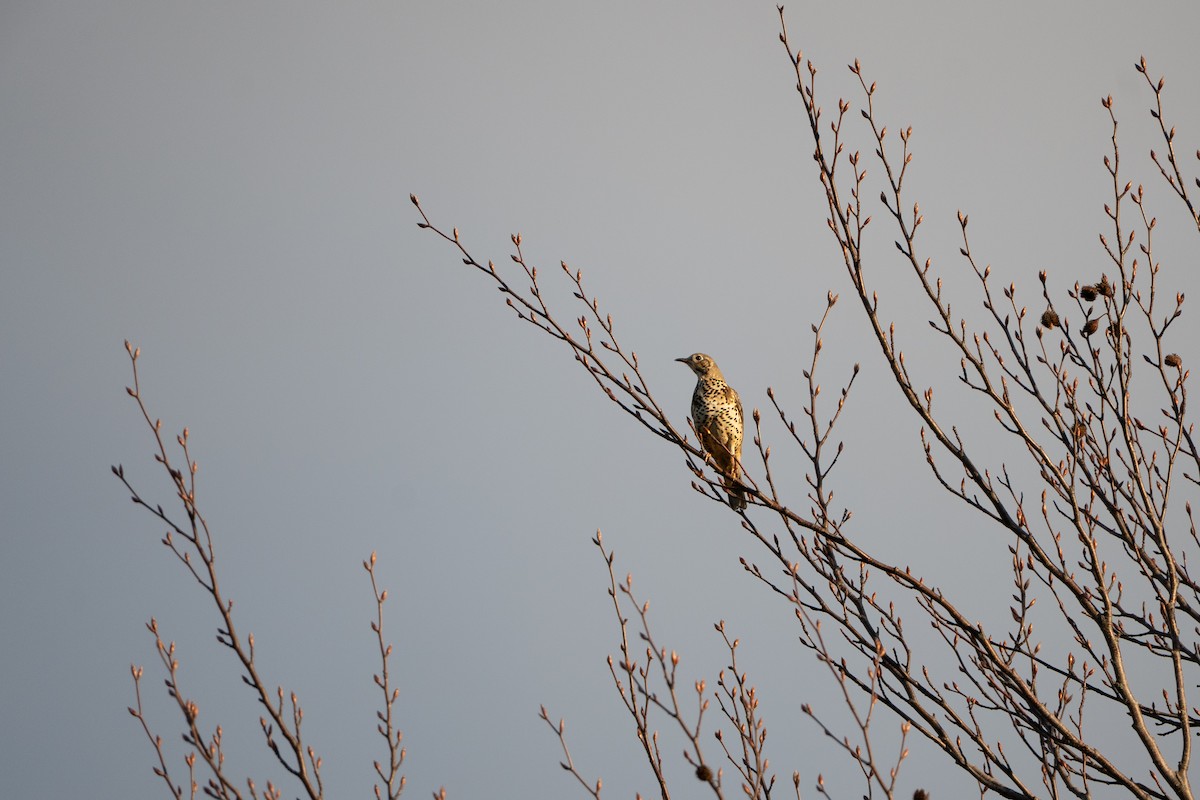 Grive draine - ML645534255