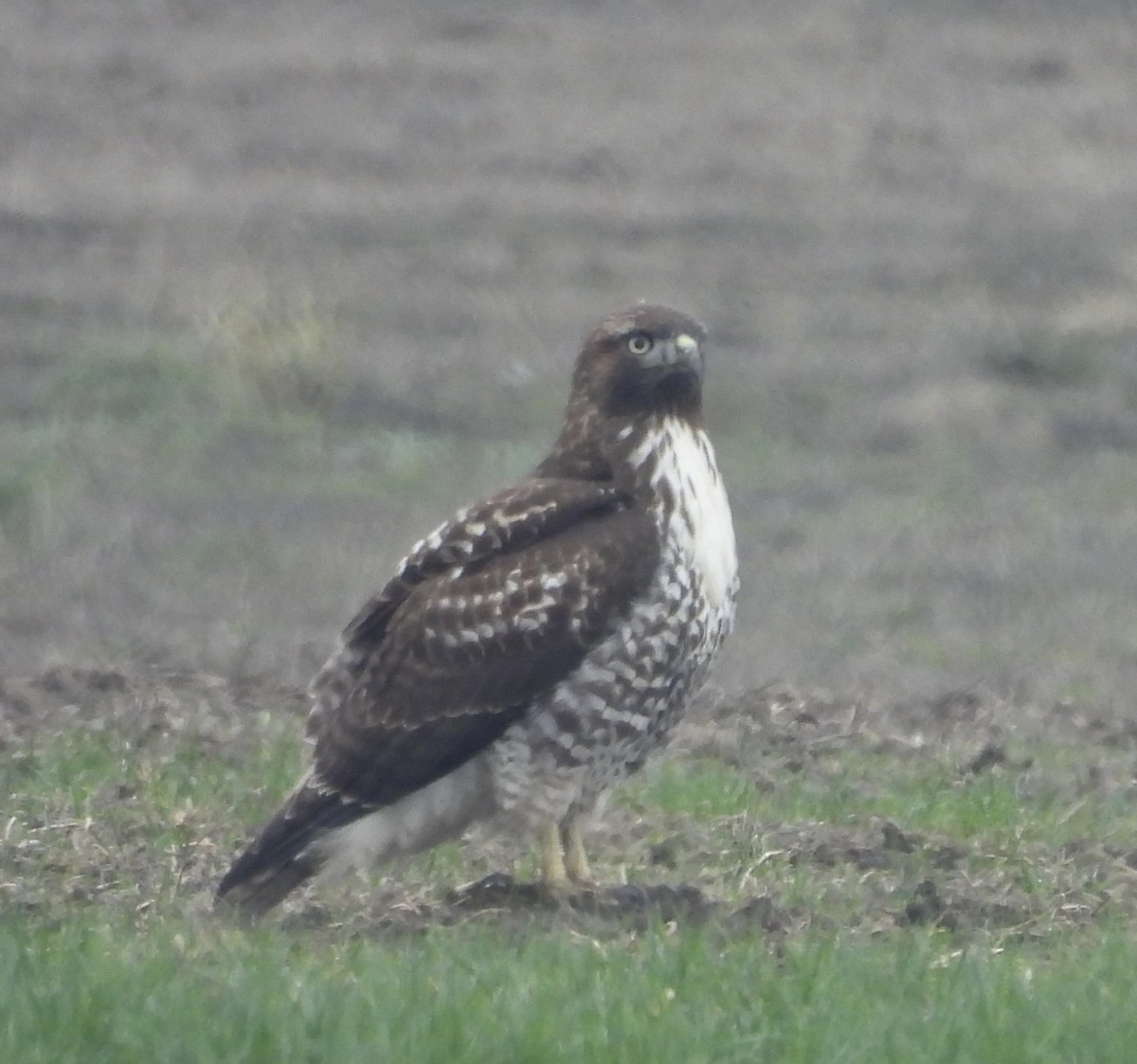 Red-tailed Hawk - ML645534257