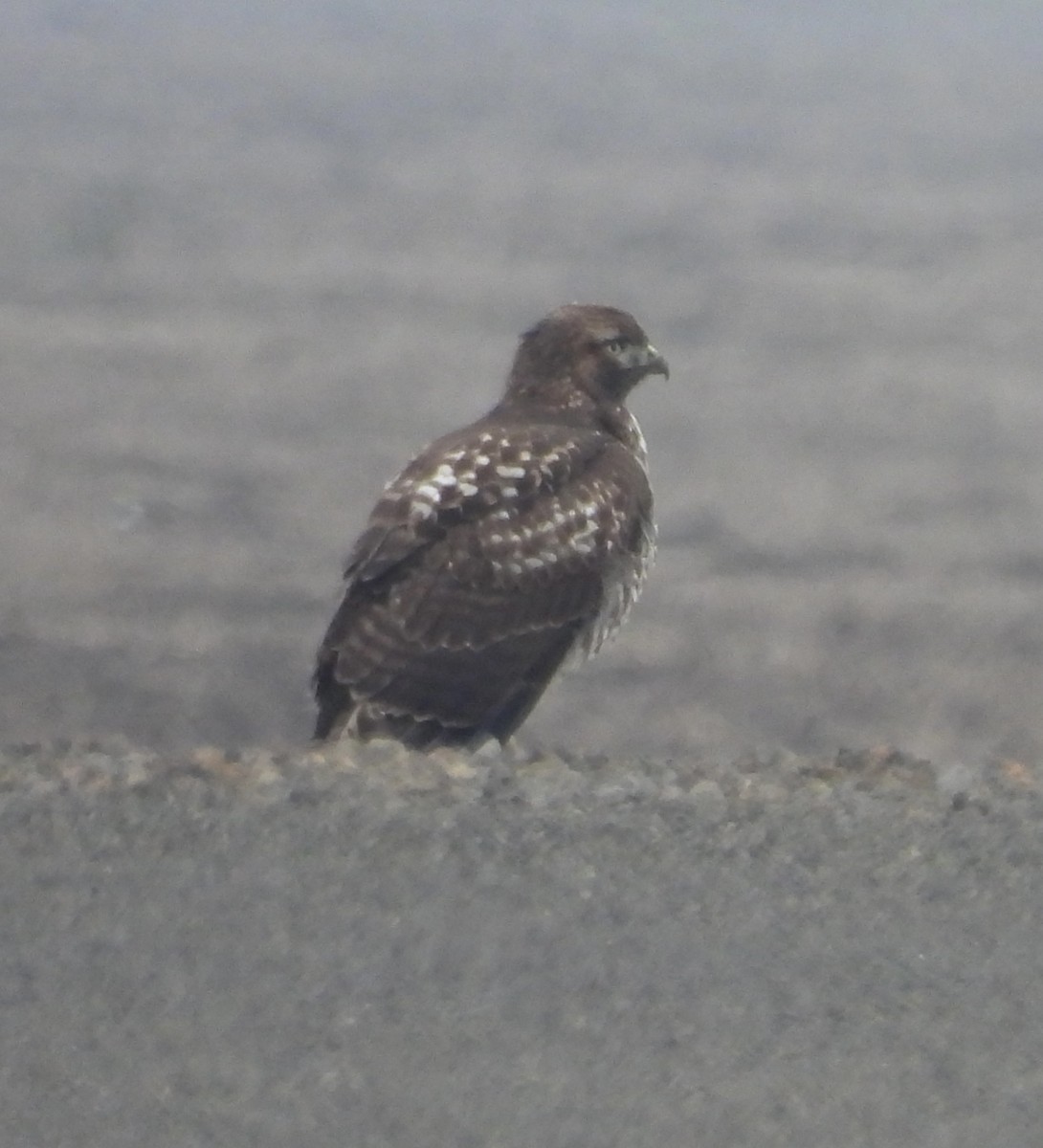 Red-tailed Hawk - ML645534258