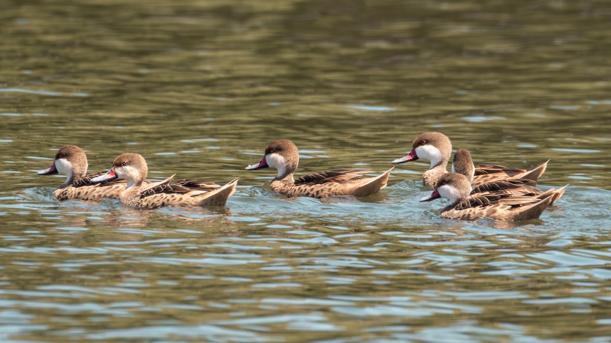 Bahamaente - ML645534260