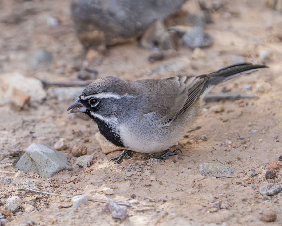 Black-throated Sparrow - ML645534274