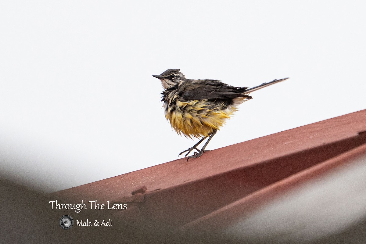 Madagascar Wagtail - ML645534278