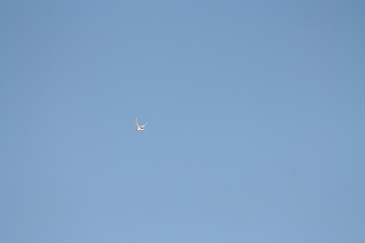 White-tailed Tropicbird (Indian Ocean) - ML645534291