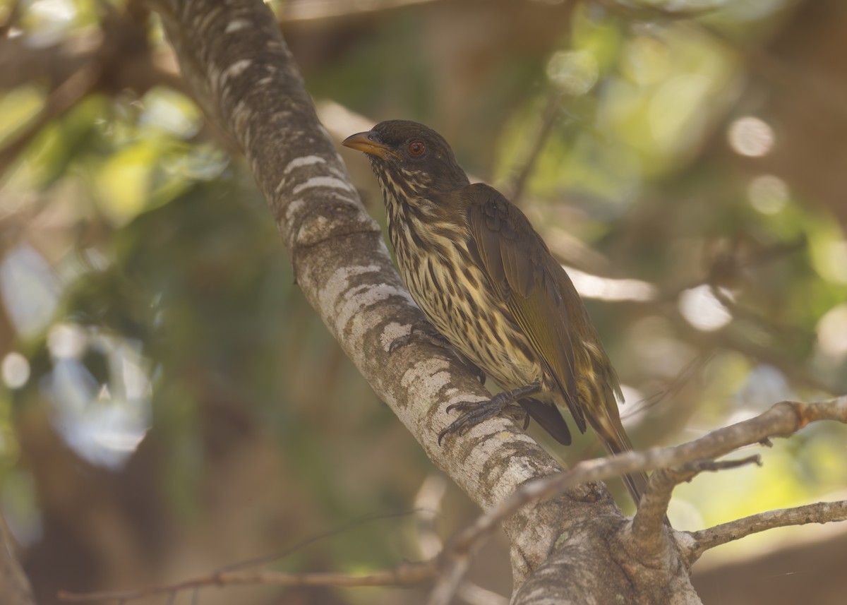 Palmchat - ML645534294