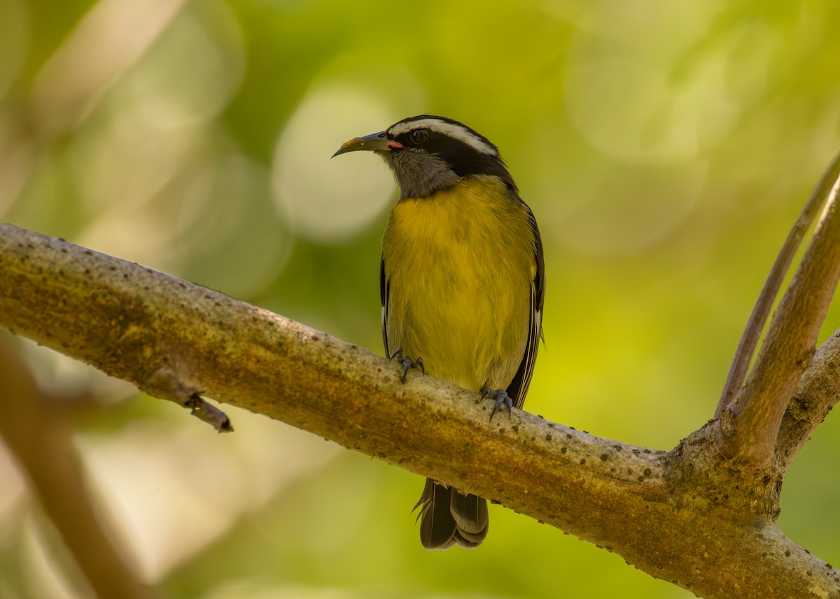 Sucrier à ventre jaune - ML645534296