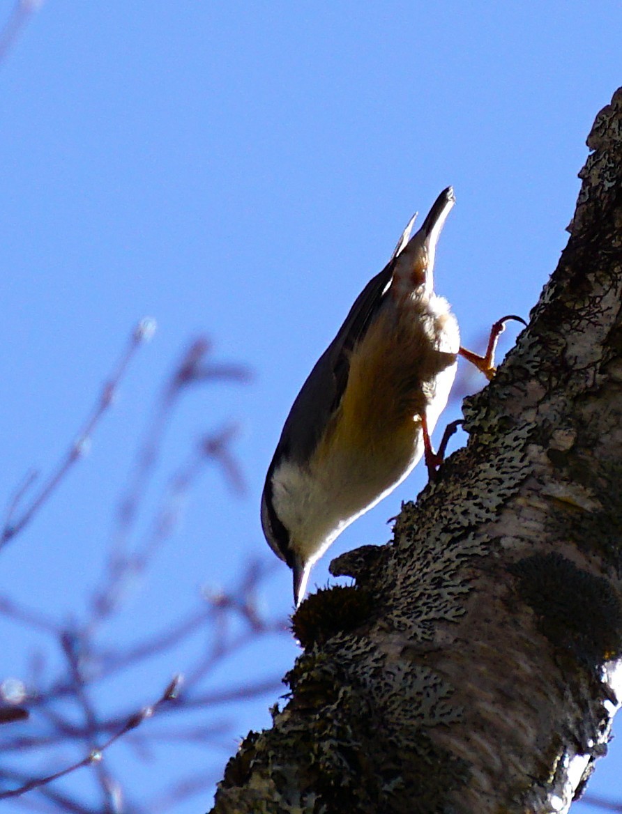 Garrapo eurasiarra - ML645534299