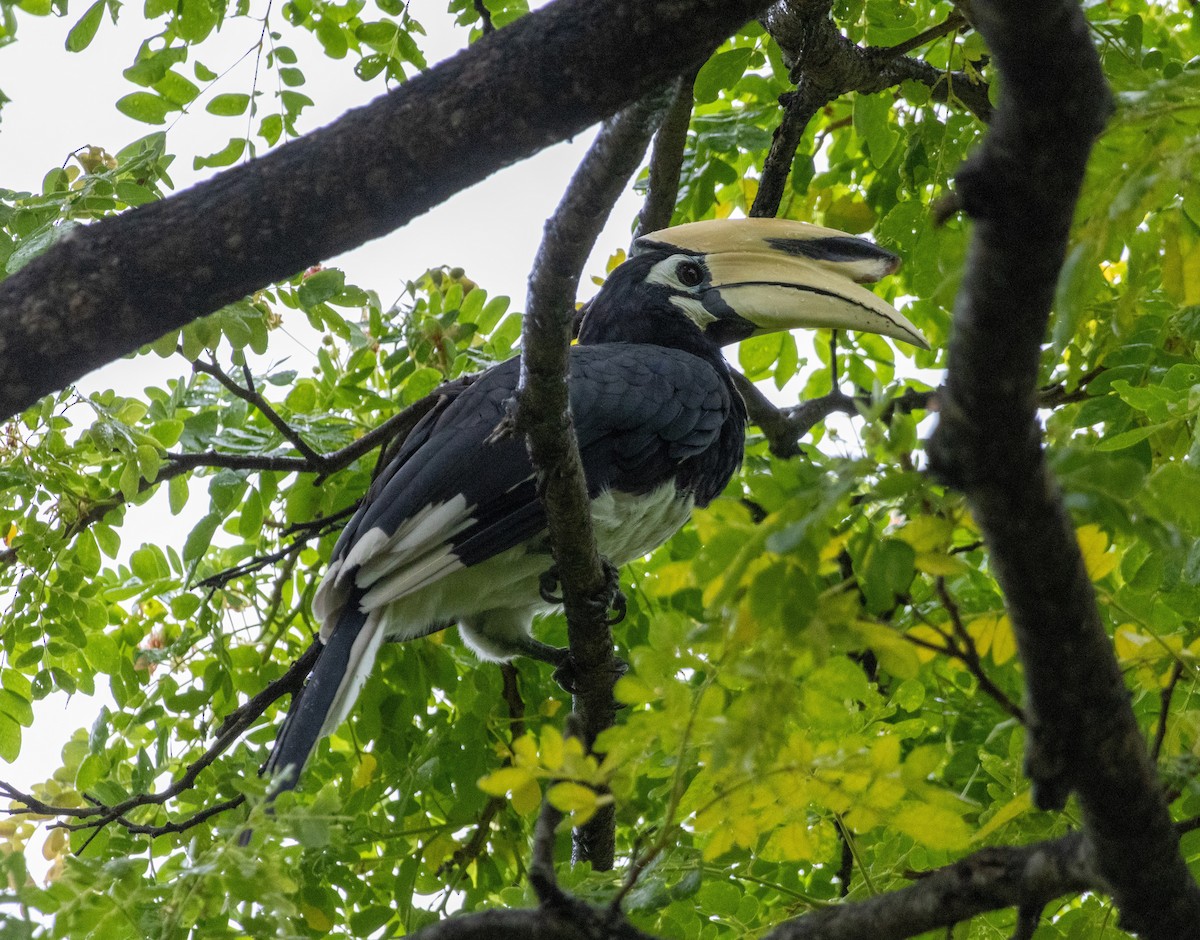 Oriental Pied-Hornbill - ML645534302