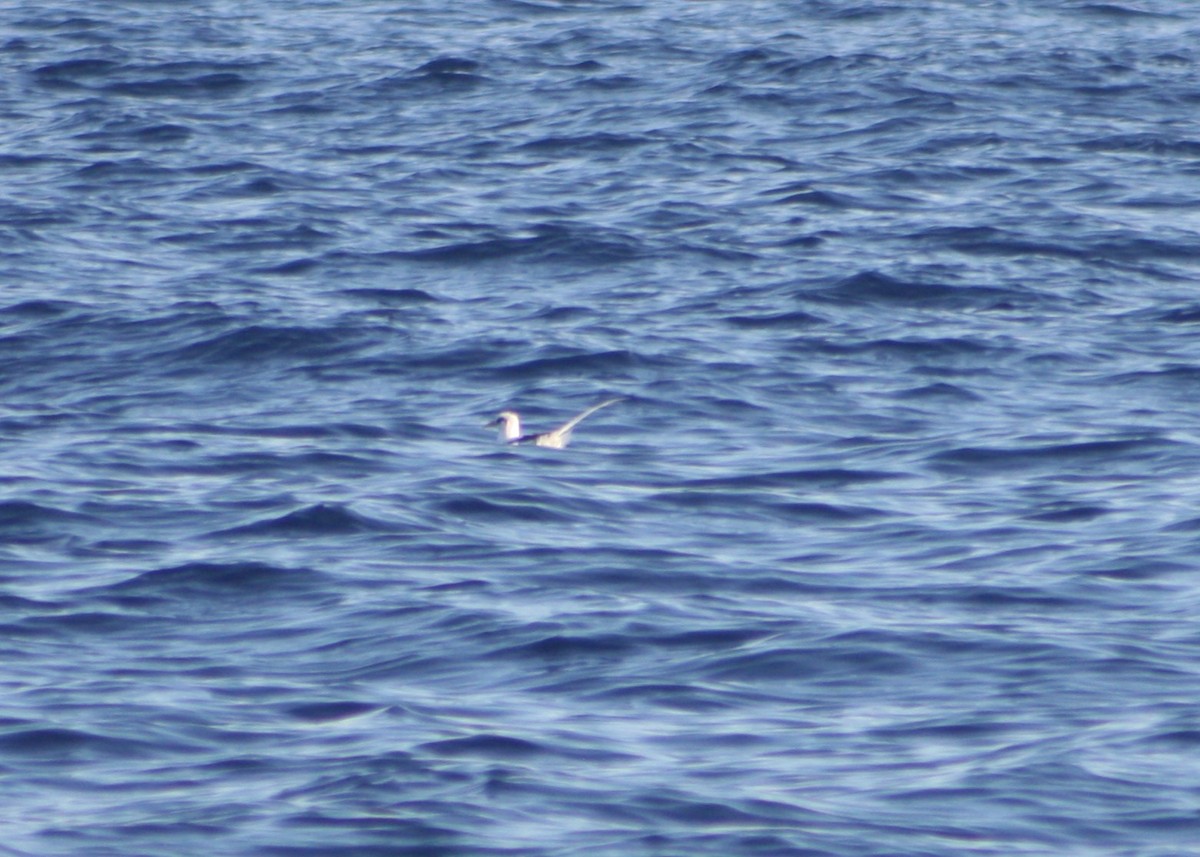 White-tailed Tropicbird (Indian Ocean) - ML645534303