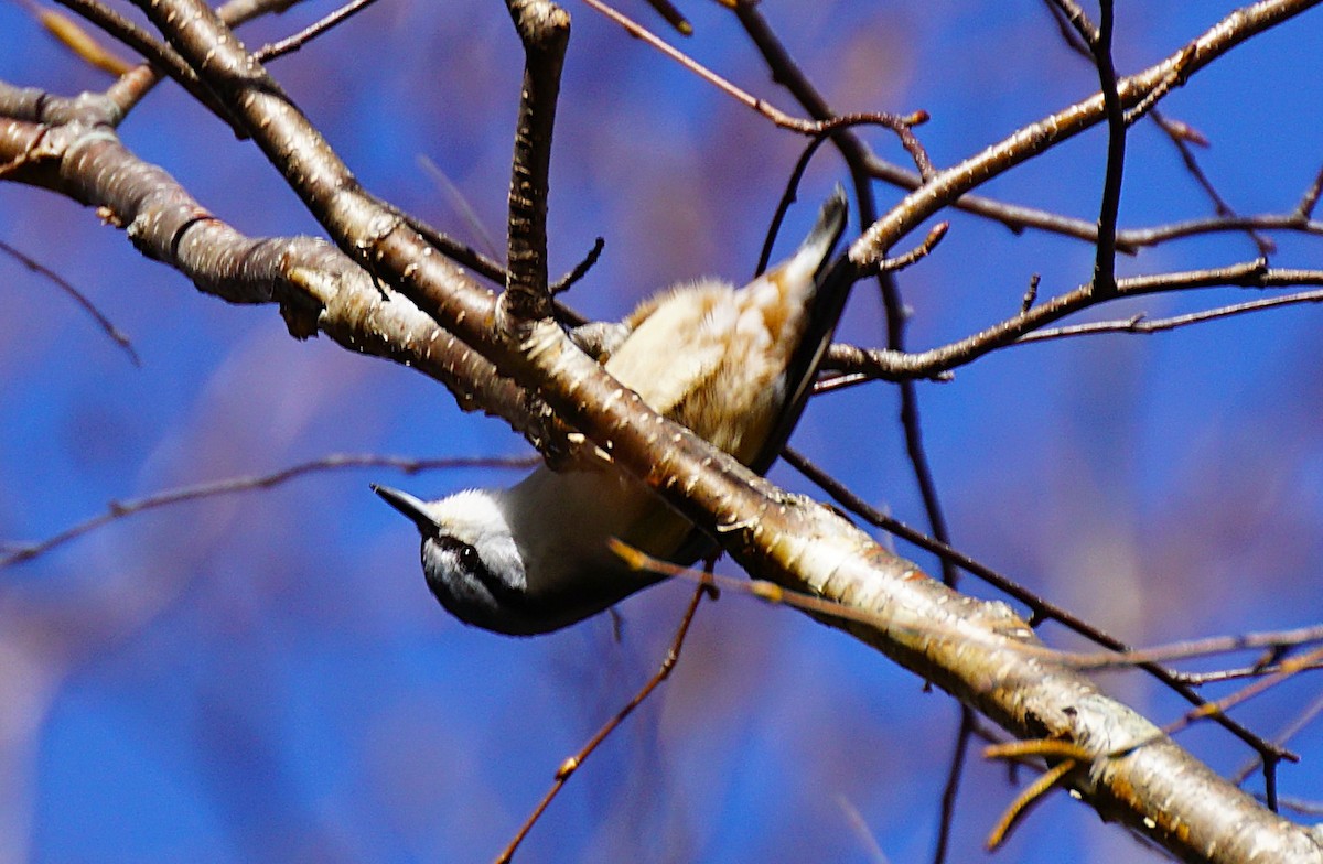 Garrapo eurasiarra - ML645534304