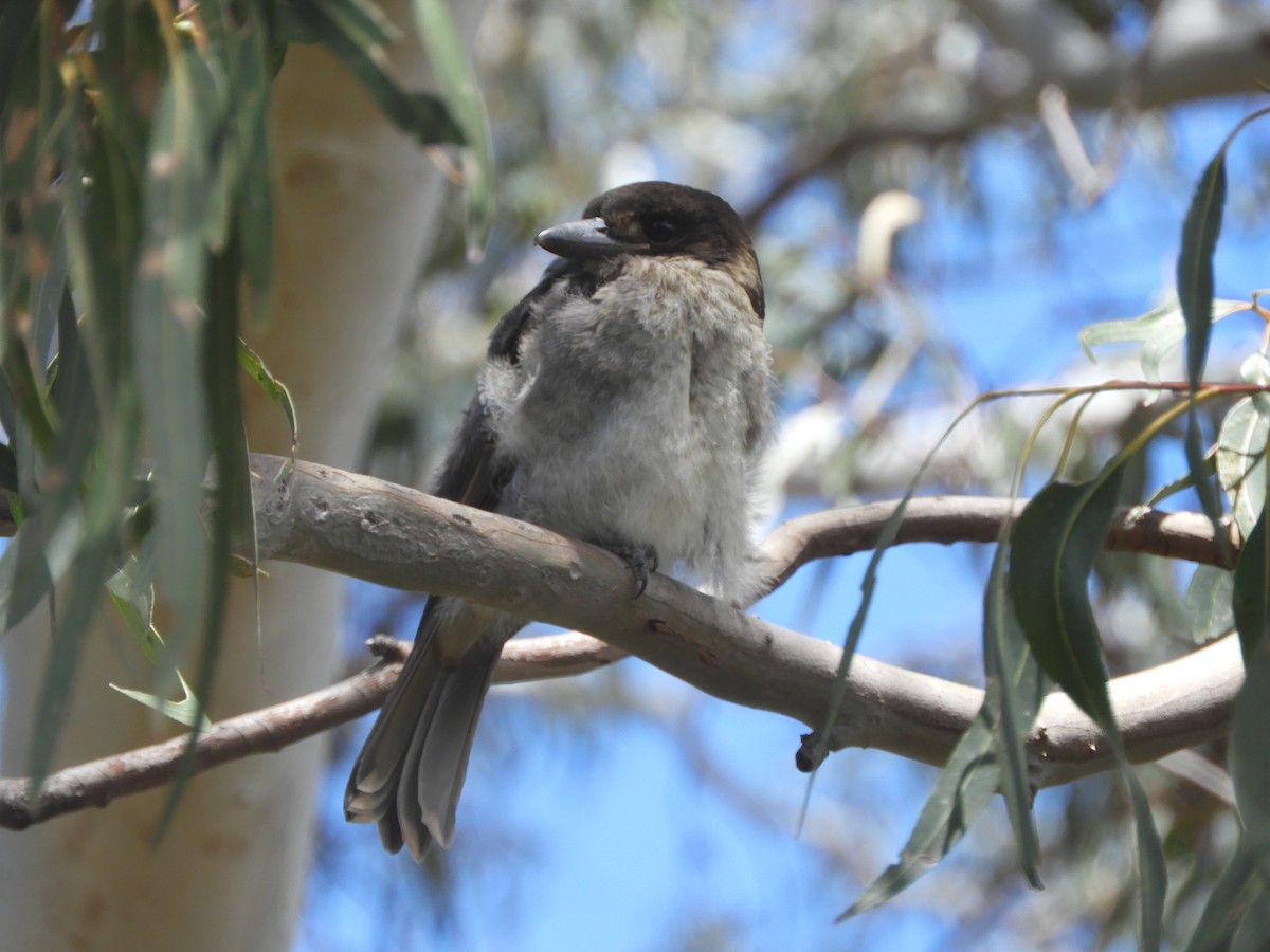 Gray Butcherbird - ML645534305
