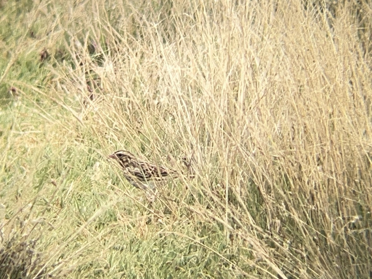 Savannah Sparrow - ML645534306