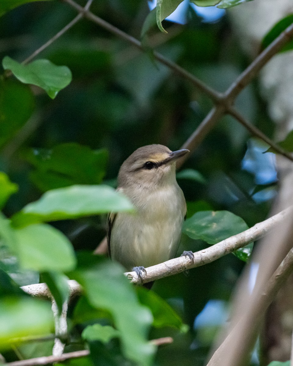 Yucatan Vireo - ML645534307