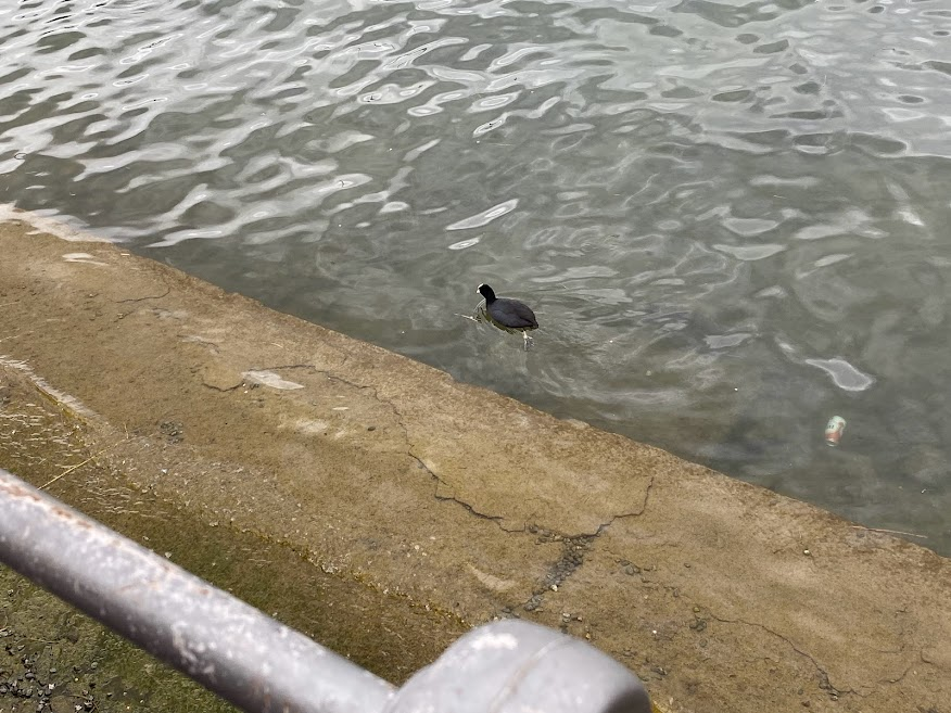 Eurasian Coot - ML645534310