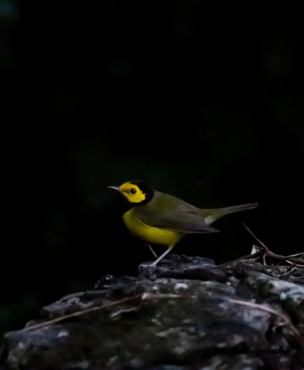 Hooded Warbler - ML645534311