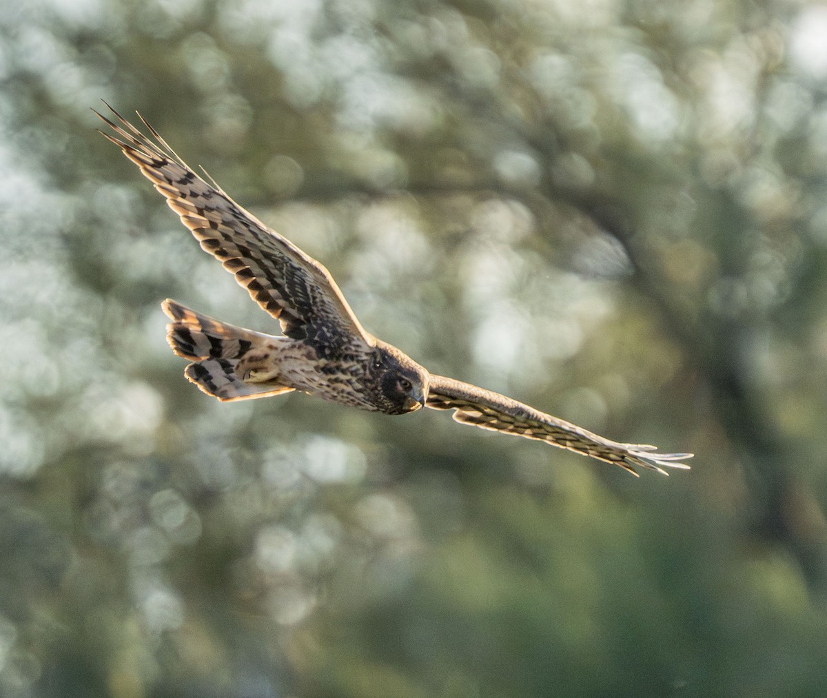 Northern Harrier - ML645534312