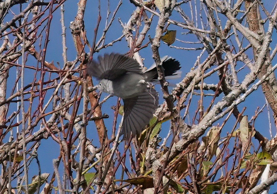Blue-gray Gnatcatcher - ML645534313