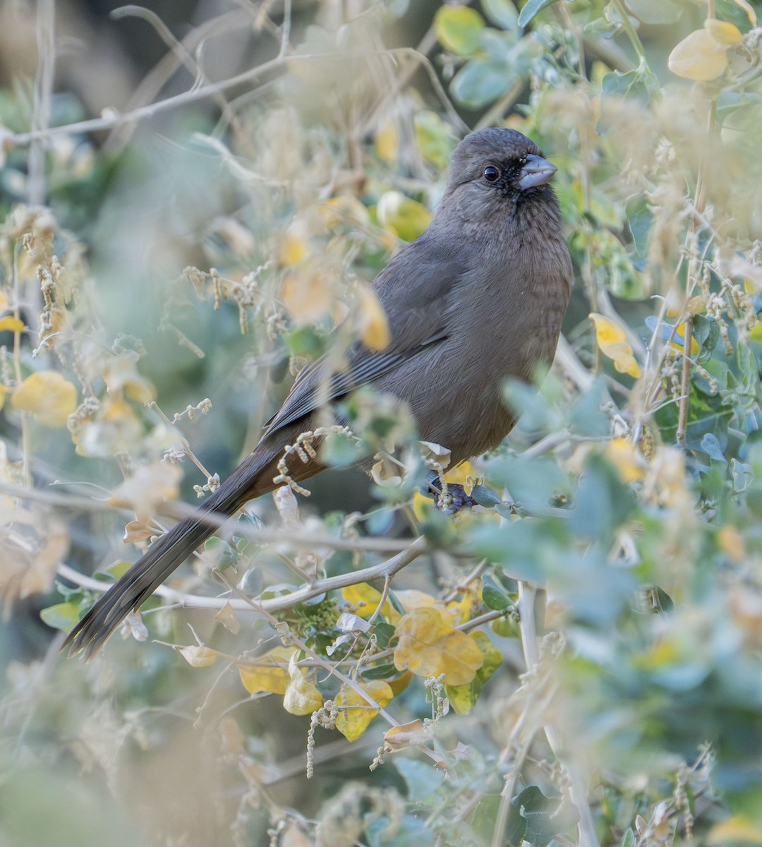Abert's Towhee - ML645534314