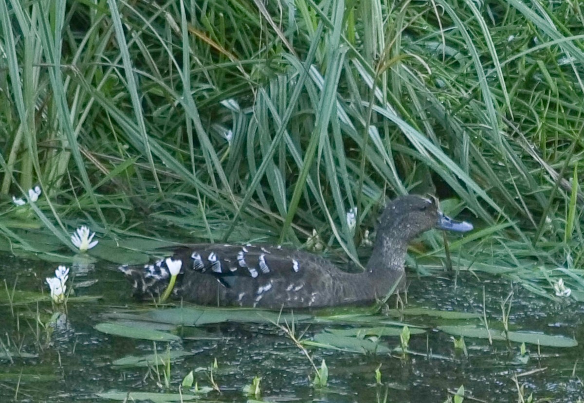 African Black Duck - ML645534315