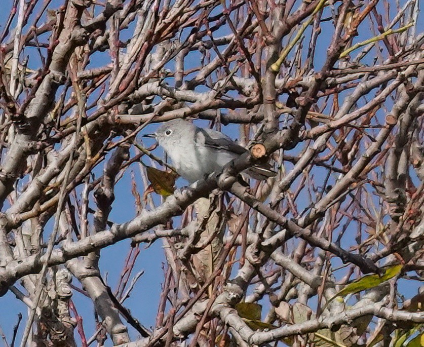 Blue-gray Gnatcatcher - ML645534316