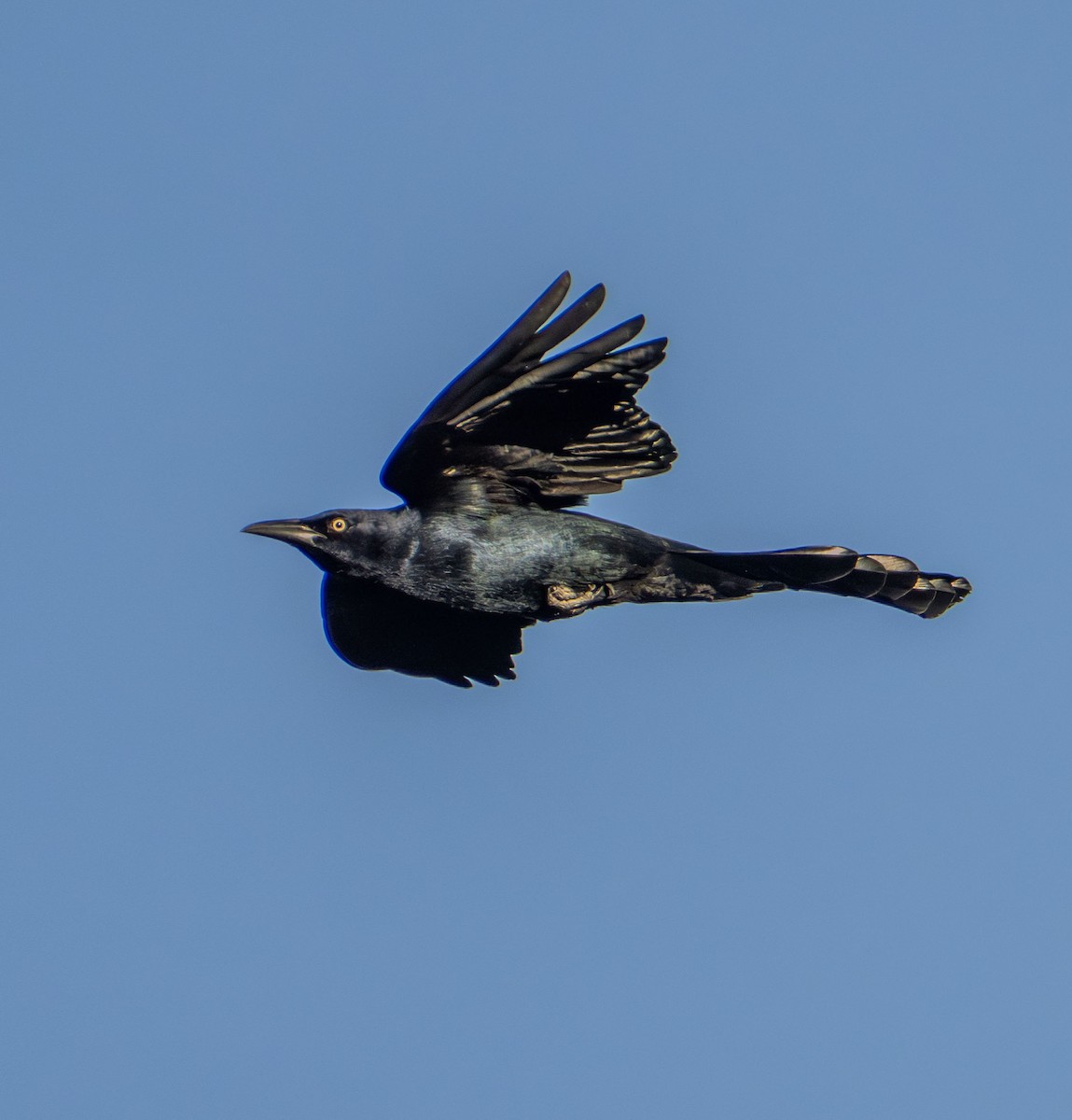 Great-tailed Grackle - ML645534317