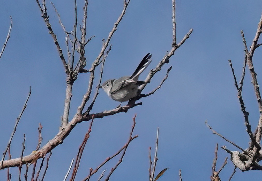 Blue-gray Gnatcatcher - ML645534318